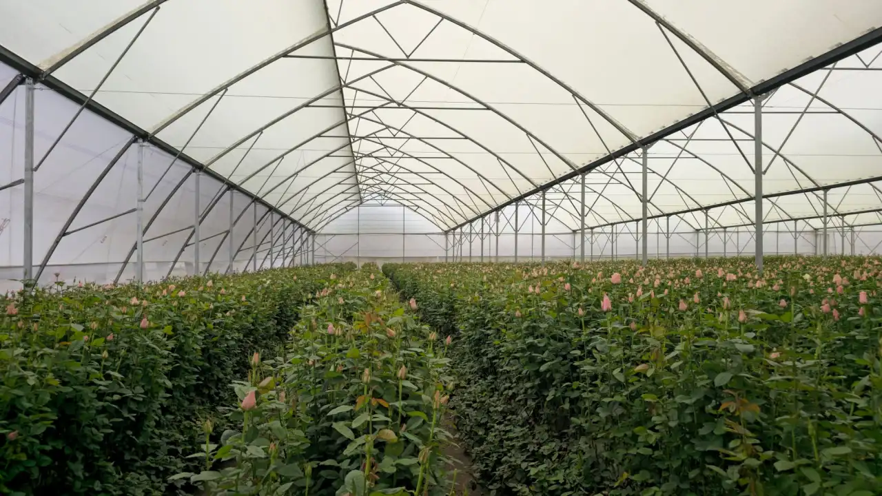 从DM单到折页：不同印刷品平面设计的视觉逻辑与适配方案